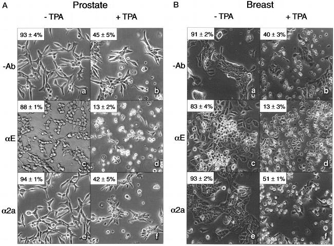 E-cadherin Antibody in Neutralization (Neu)