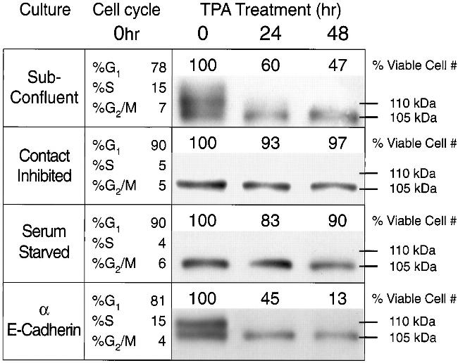 E-cadherin Antibody in Neutralization (Neu)