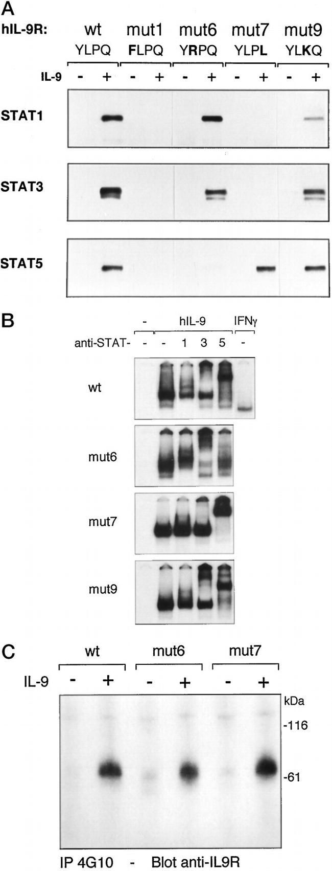 STAT3 Antibody in Gel Shift (GS)