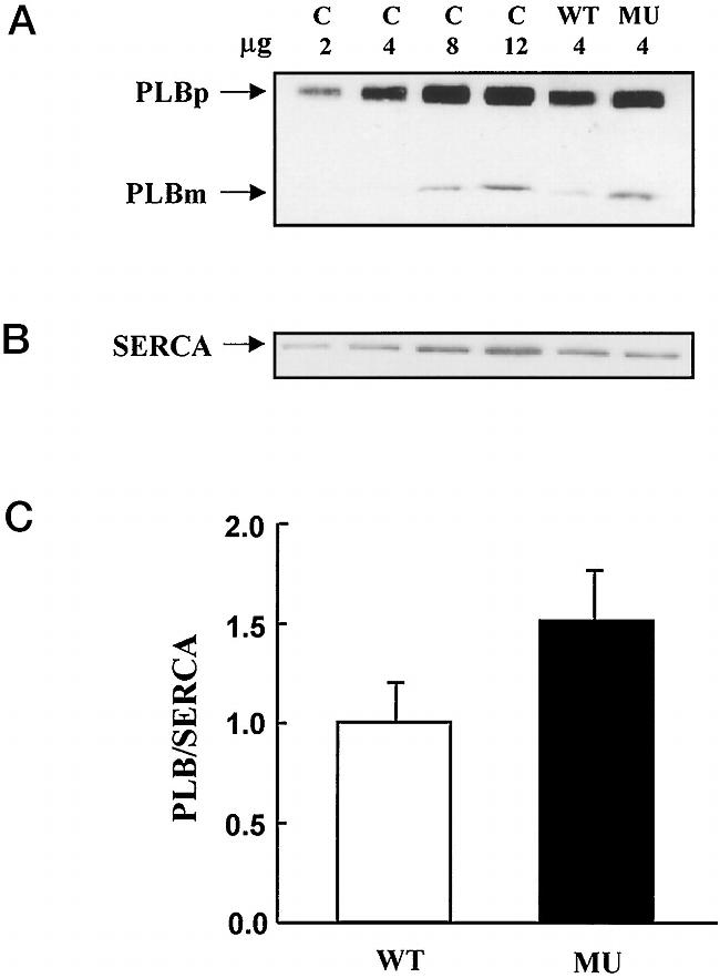 Phospholamban Antibody in Western Blot (WB)