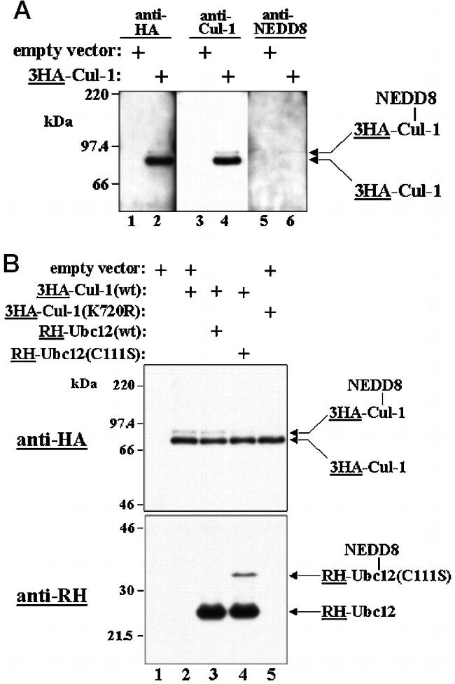 Cullin 1 Antibody in Western Blot (WB)