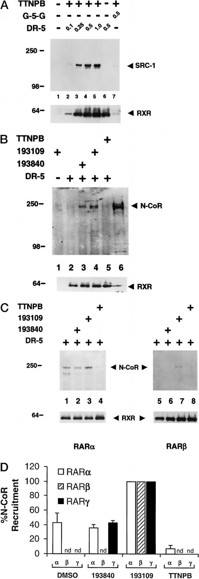 SRC1 Antibody in Western Blot (WB)