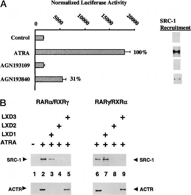 SRC1 Antibody in Western Blot (WB)