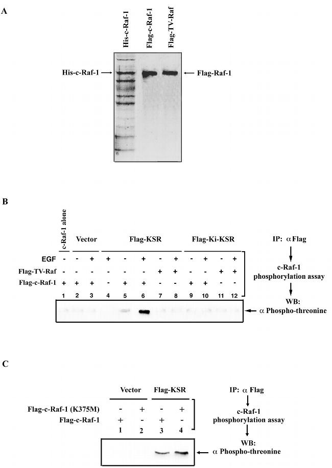 Phosphothreonine Antibody in Western Blot (WB)