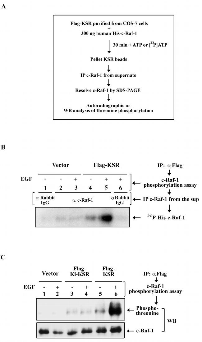 Phosphothreonine Antibody in Western Blot (WB)