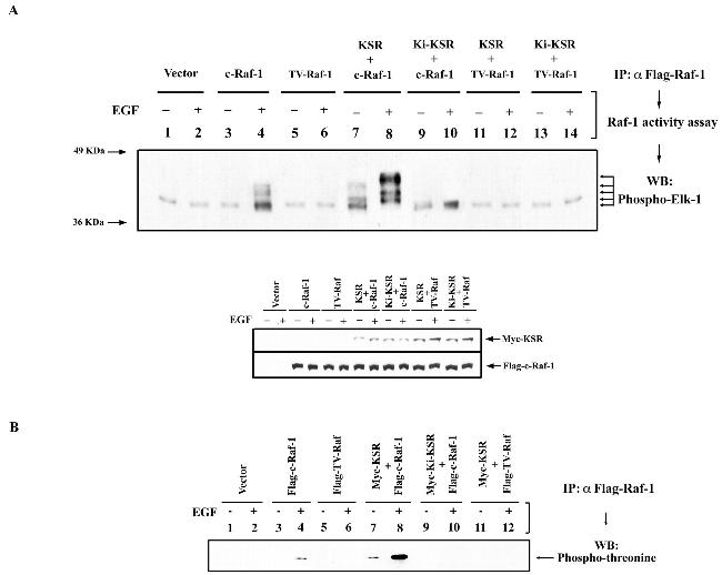 Phosphothreonine Antibody in Western Blot (WB)