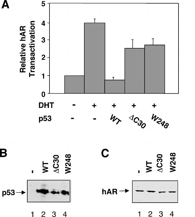 p53 Antibody in Western Blot (WB)