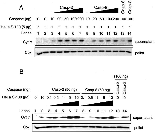 MTCO2 Antibody in Western Blot (WB)