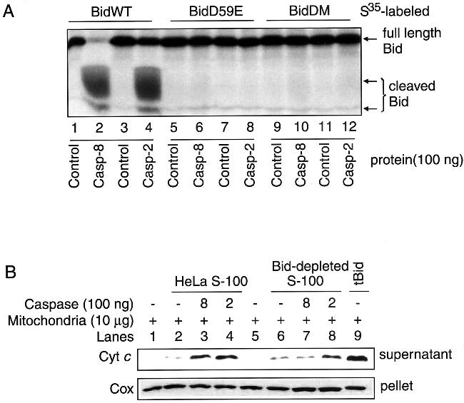 MTCO2 Antibody in Western Blot (WB)