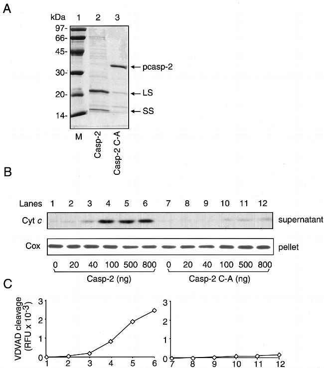 MTCO2 Antibody in Western Blot (WB)