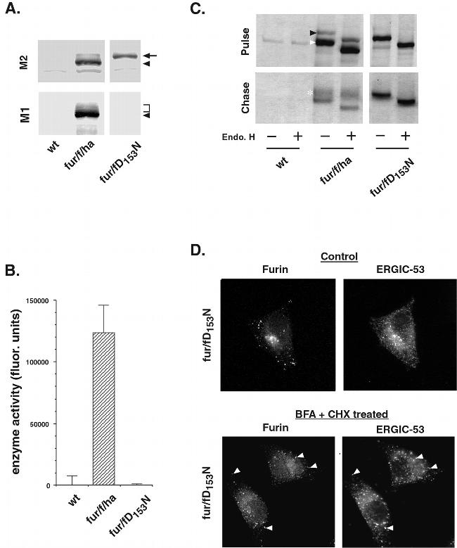 Furin Antibody in Western Blot, Immunocytochemistry, Immunoprecipitation (WB, ICC/IF, IP)