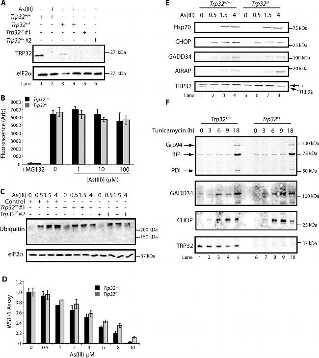 Ubiquitin Antibody in Western Blot (WB)