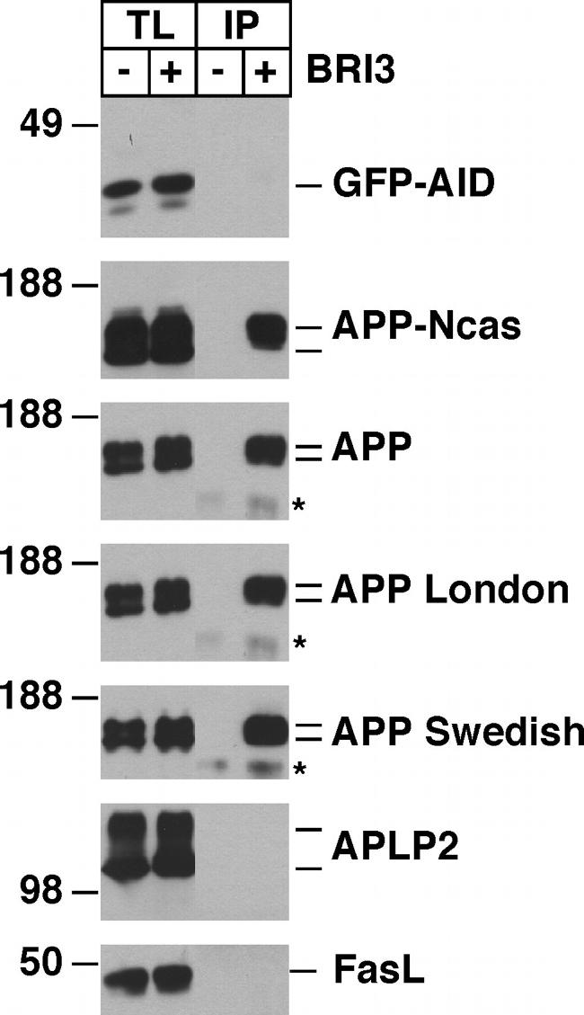 beta Amyloid Antibody in Western Blot (WB)