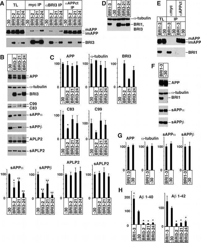 beta Amyloid Antibody in Western Blot, Immunoprecipitation (WB, IP)