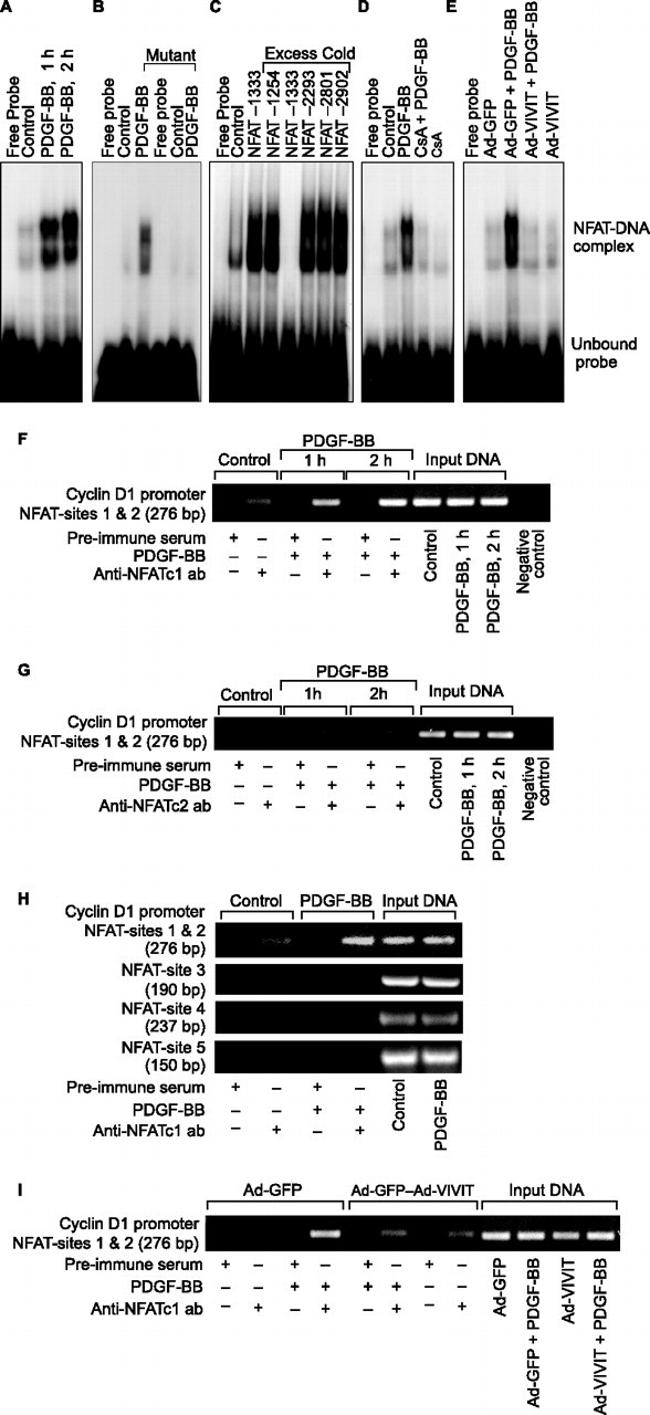 NFATC1 Antibody in ChIP Assay (ChIP)