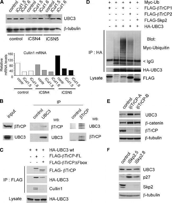 Cullin 1 Antibody in Western Blot (WB)