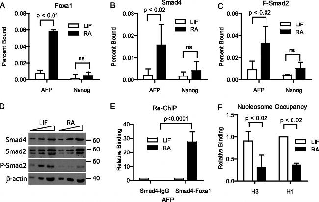 SMAD2 Antibody in Western Blot (WB)