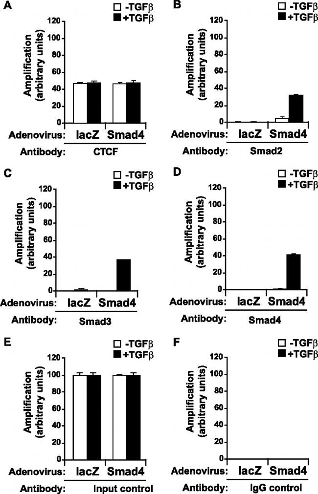 SMAD3 Antibody in ChIP Assay (ChIP)