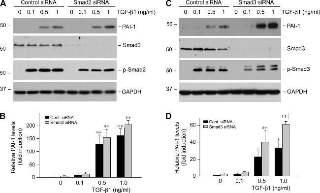 SMAD2 Antibody in Western Blot (WB)