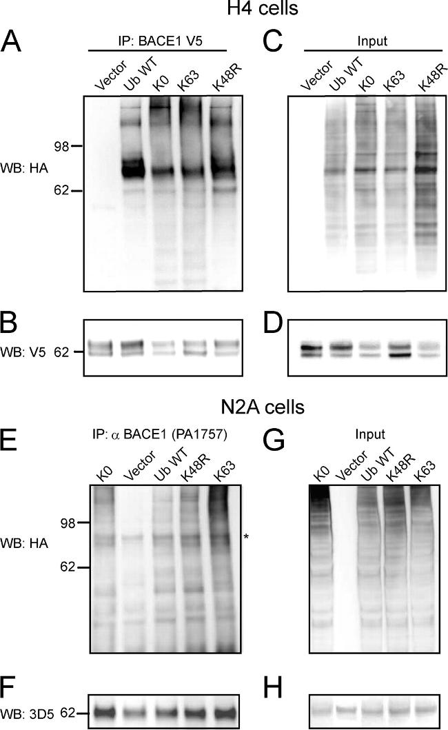 BACE1 Antibody in Western Blot, Immunoprecipitation (WB, IP)