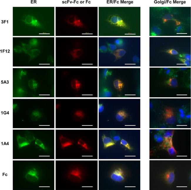 PDI Antibody in Immunocytochemistry (ICC/IF)