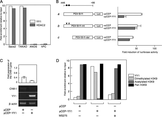 HDAC2 Antibody in ChIP Assay (ChIP)