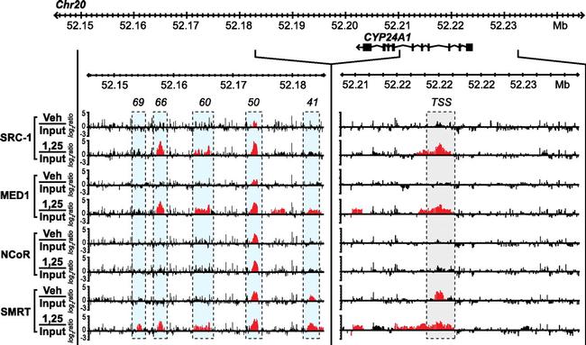 NCoR2 Antibody in ChIP Assay (ChIP)