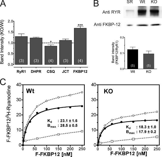 Calsequestrin Antibody in Western Blot (WB)