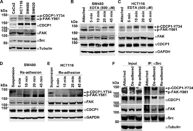 Phospho-FAK (Tyr861) Antibody in Western Blot (WB)