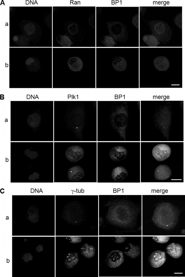 PLK1 Antibody in Immunocytochemistry (ICC/IF)