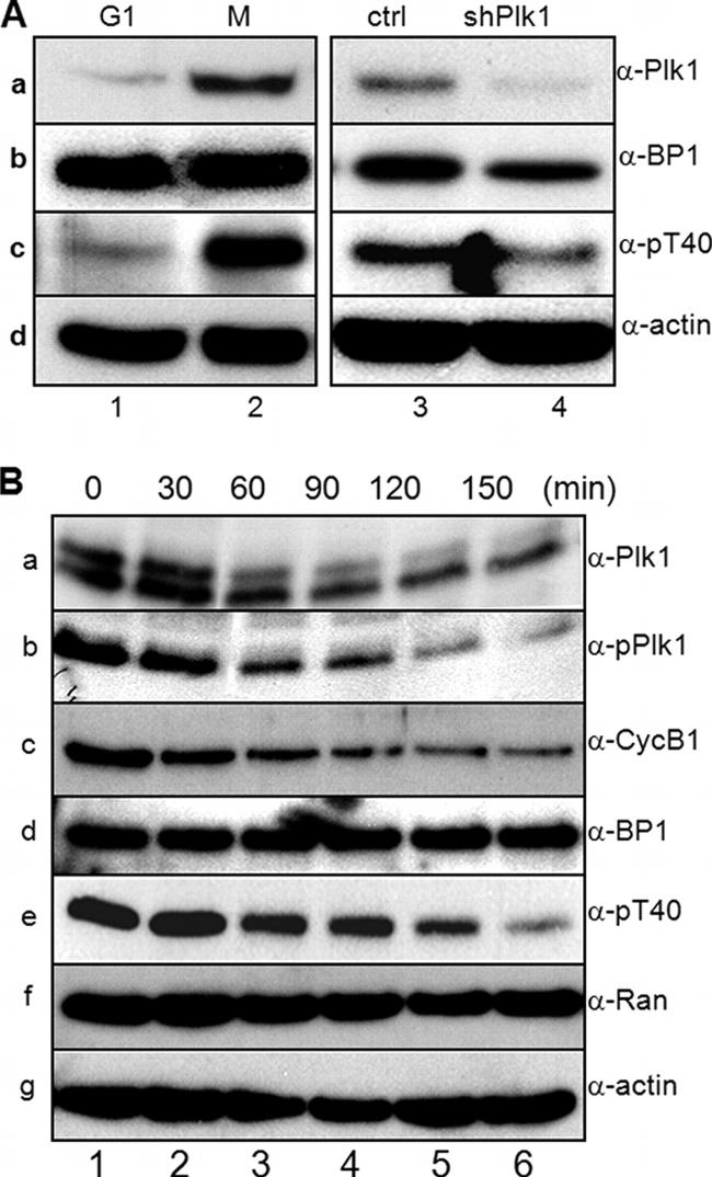 PLK1 Antibody in Western Blot (WB)