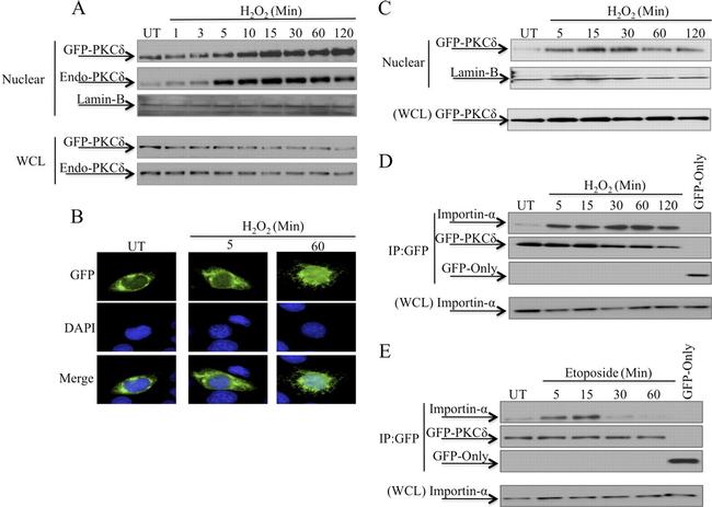 GFP Antibody in Western Blot (WB)