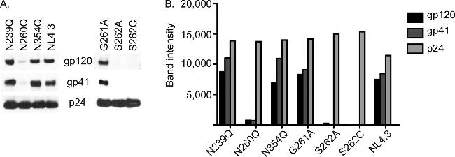 HIV1 gp120 Antibody in Western Blot (WB)