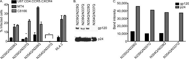 HIV1 gp120 Antibody in Western Blot (WB)
