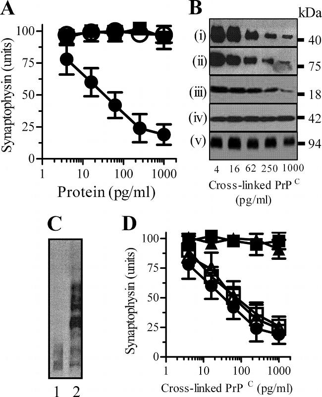 Synapsin 1 Antibody in Western Blot (WB)