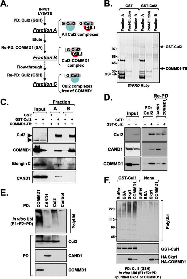 Cullin 2 Antibody in Western Blot (WB)