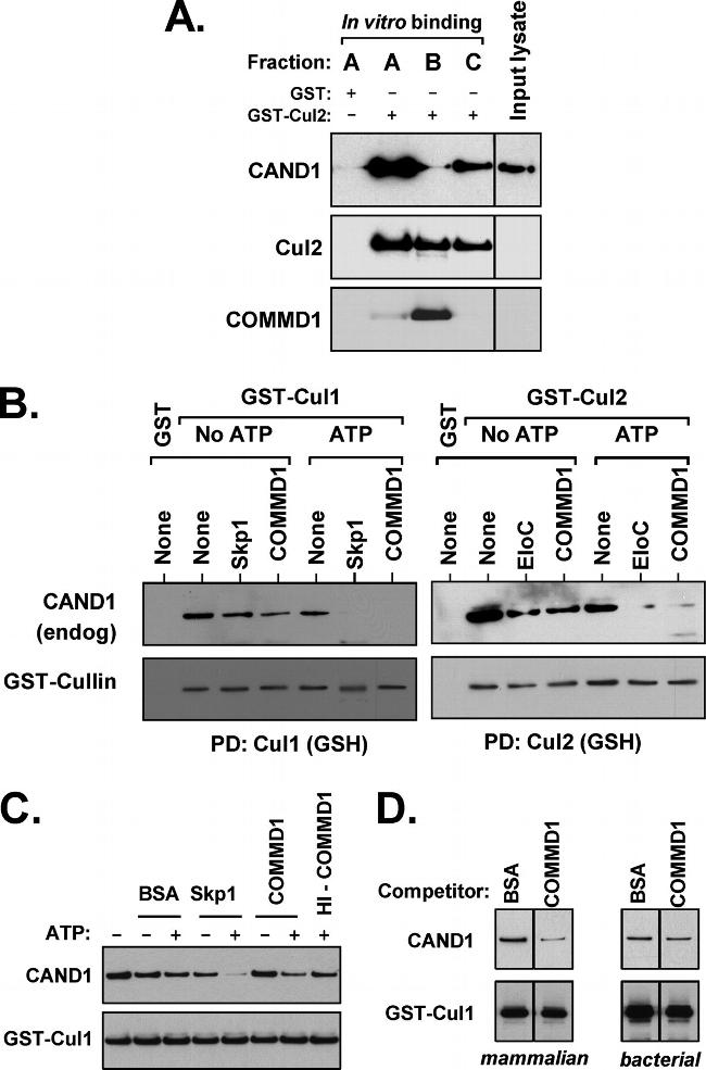 Cullin 2 Antibody in Western Blot (WB)