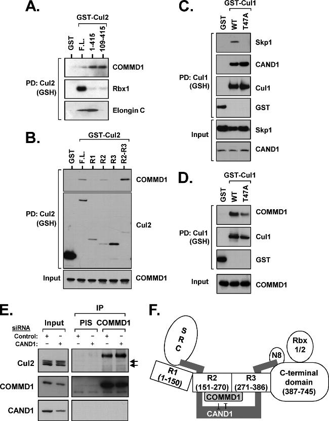 Cullin 2 Antibody in Western Blot (WB)