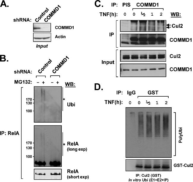 Cullin 2 Antibody in Western Blot (WB)