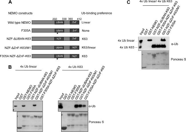 Ubiquitin Antibody in Western Blot (WB)