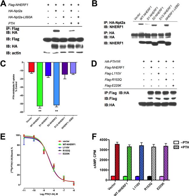 EBP50 Antibody in Western Blot (WB)