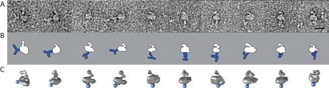 CaV1.1 Antibody in Immunomicroscopy (IM)