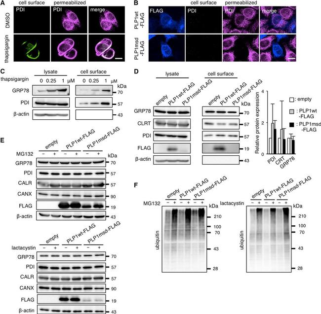 PDI Antibody in Western Blot, Immunocytochemistry (WB, ICC/IF)