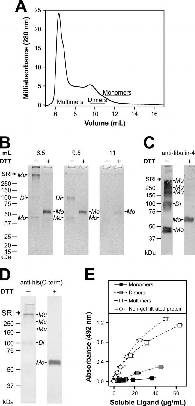 6x-His Tag Antibody in Western Blot (WB)