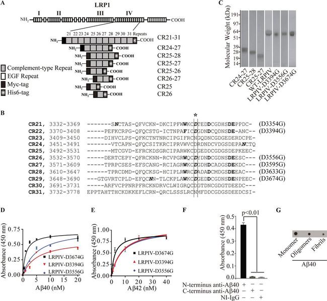 beta Amyloid (1-40) Antibody in ELISA (ELISA)