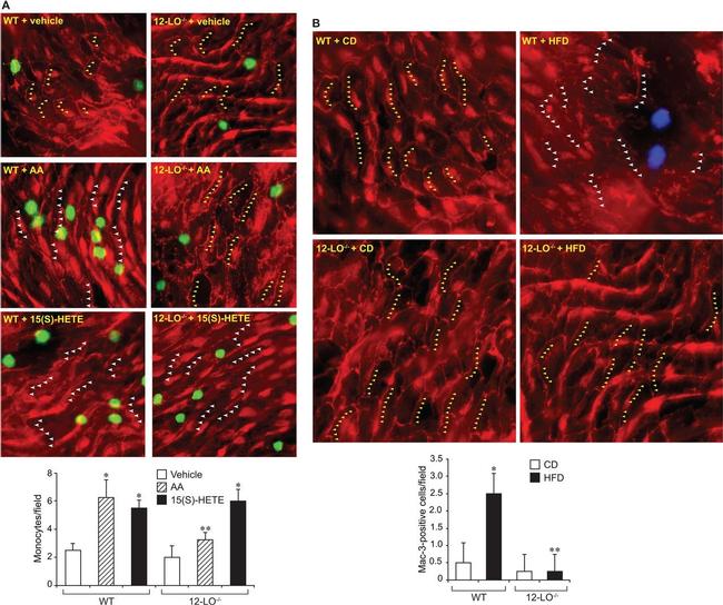 ZO-2 Antibody in Immunohistochemistry (IHC)