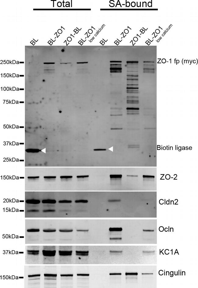 ZO-2 Antibody in Western Blot (WB)