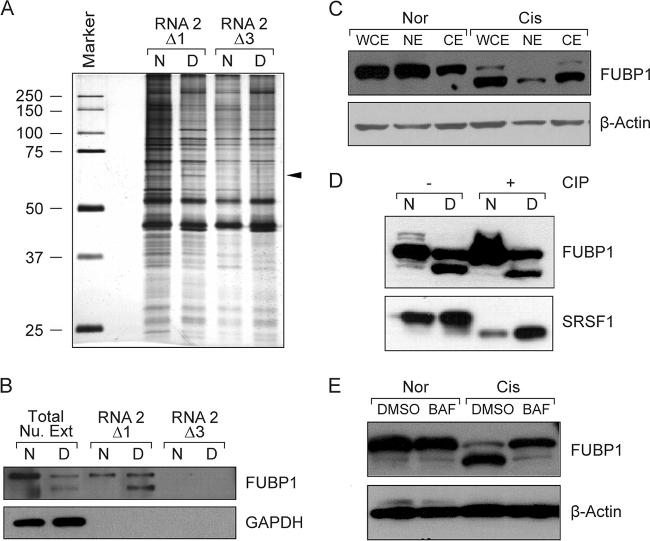 SRSF1 Antibody in Western Blot (WB)