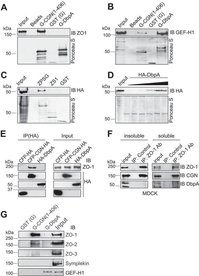 ZO-2 Antibody in Western Blot (WB)