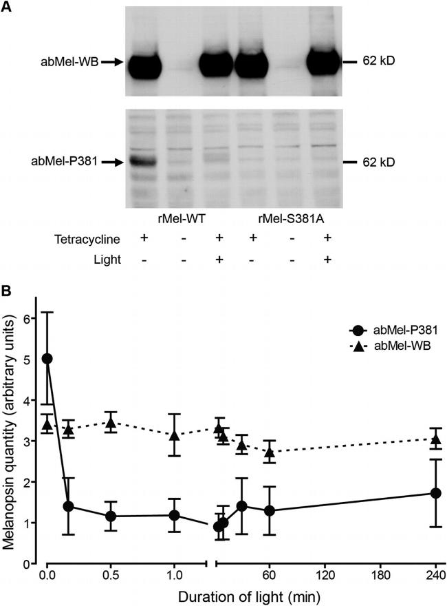 Opsin 4 Antibody in Western Blot (WB)